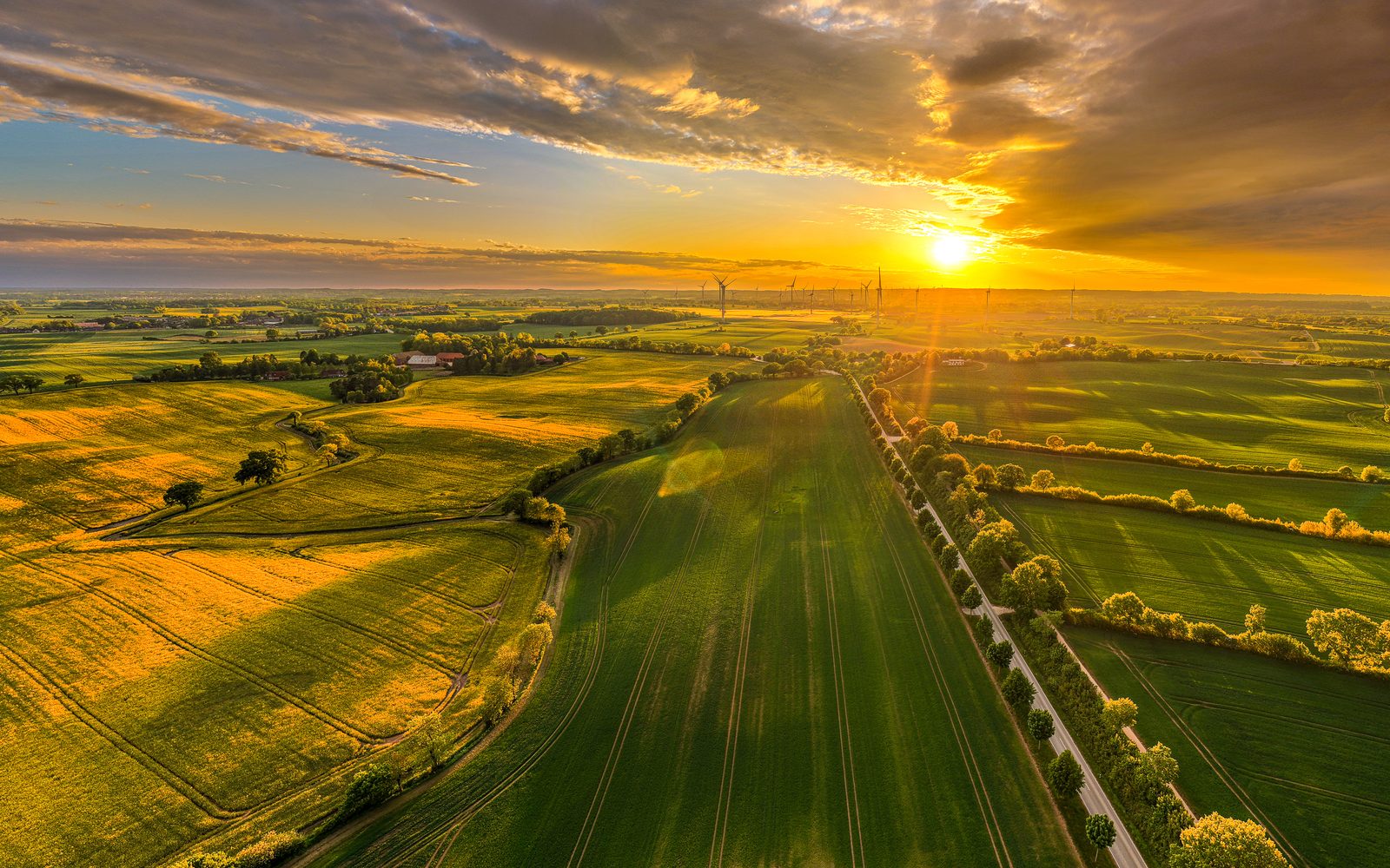 Luftbild einer norddeutschen Feldlandschaft im Abendlicht:
                links ein blühendes Rapsfeld, rechts Grünland, dazwischen eine
                von Bäumen gesäumte Straße, am Horizont Windräder.